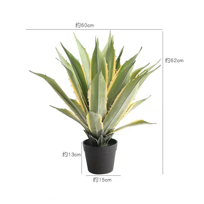 Agave Plant Indoor/Outdoor