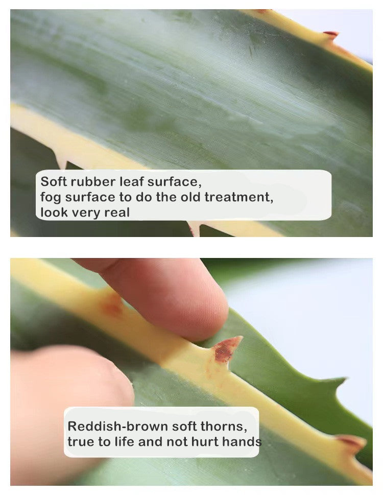 Agave Plant Indoor/Outdoor