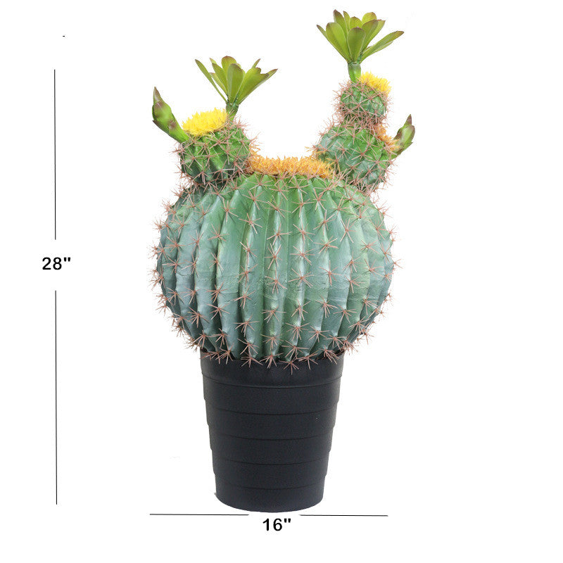Potted Round Cactus With Leaves