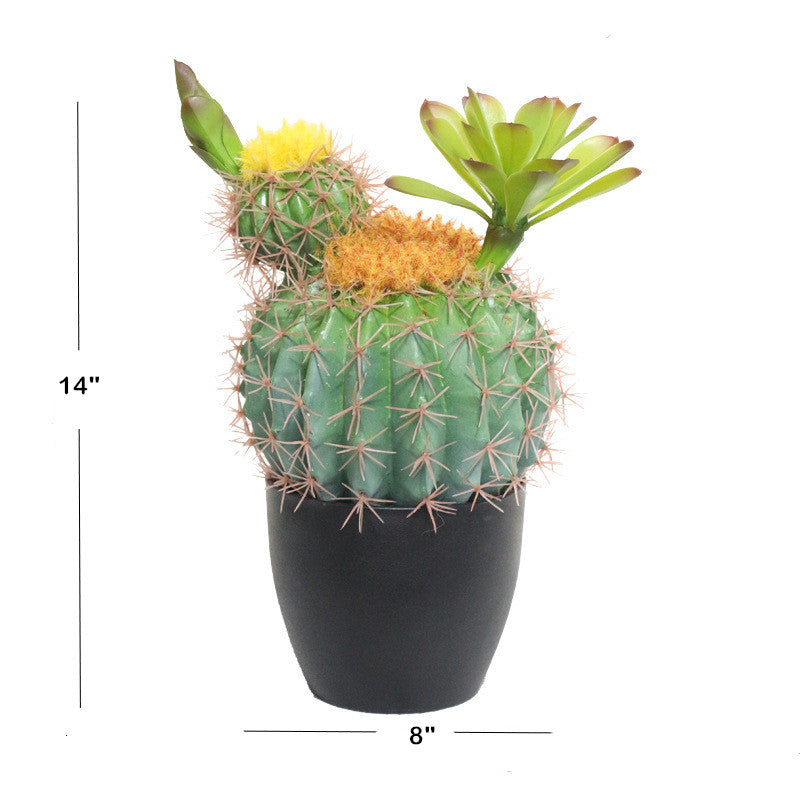 Potted Round Cactus With Leaves