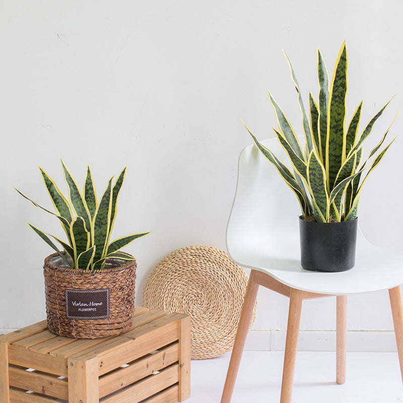 artificial snake plant in white pot Online Artificial Snake Plants Indoor Sansevieria Trifasciata Floor Foliage Plant in Planter – AMG