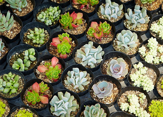 17 Types of Succulents That Are Unbelievably Easy to Care For