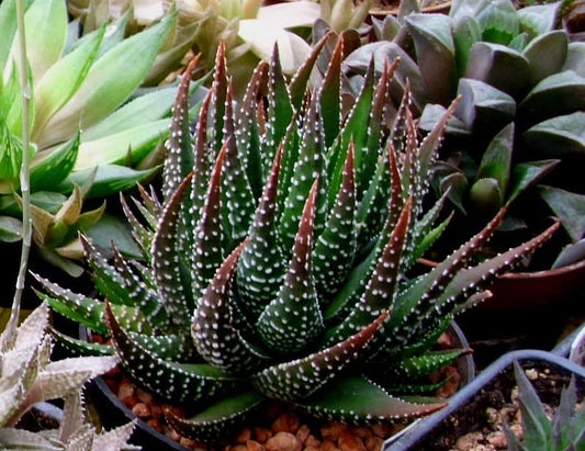 If you’re looking for indoor succulents, start with Haworthia
