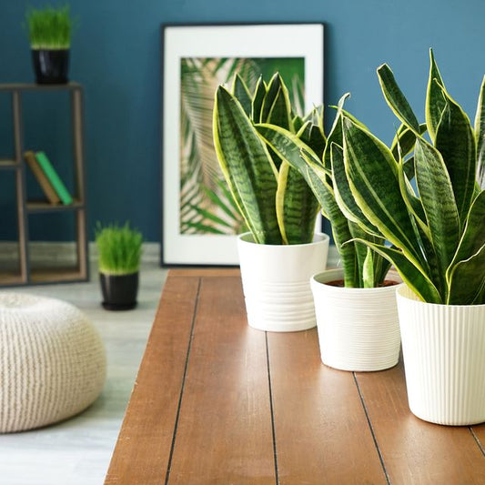 12 Best Air Purifying Plants
