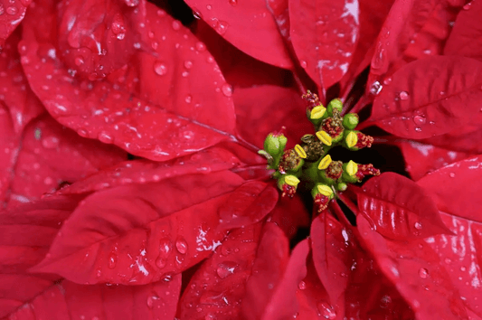 The Christmas Flower - Poinsettia