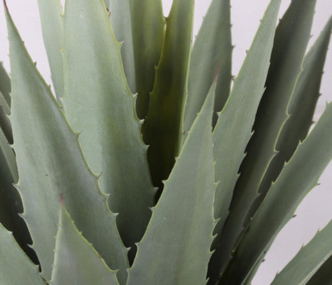 Artificial Golden Agave Plants | Agave Americana Variegata
