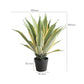 Agave Plant Indoor/Outdoor