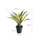 Agave Plant Indoor/Outdoor