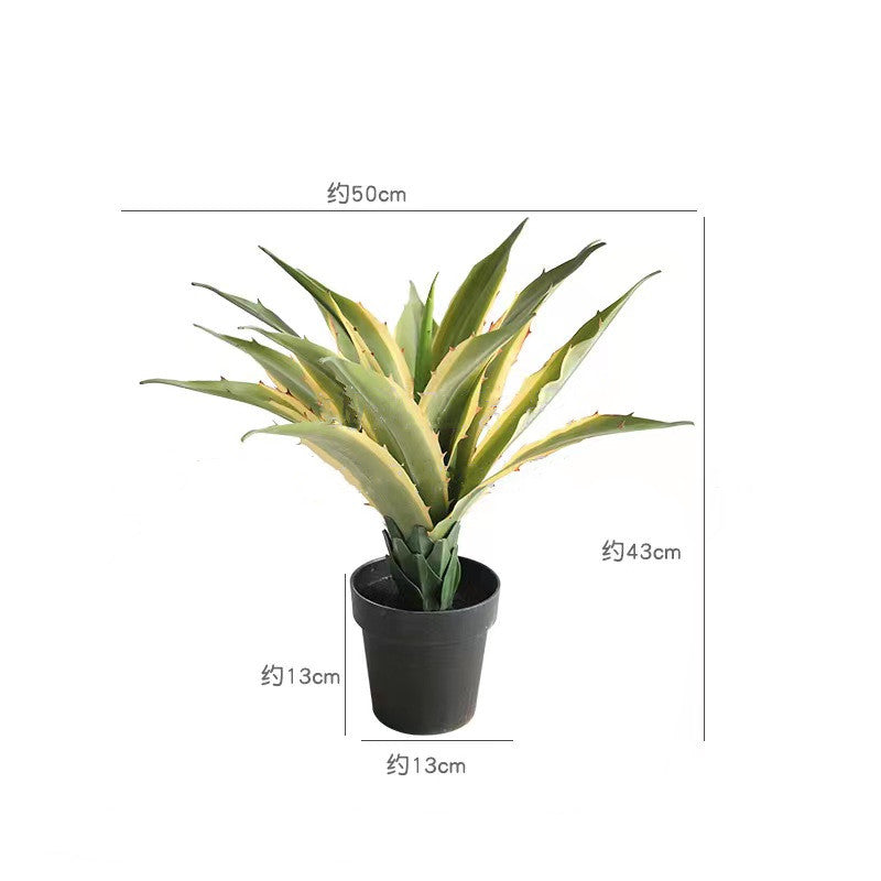 Agave Plant Indoor/Outdoor