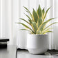 Agave Plant Indoor/Outdoor