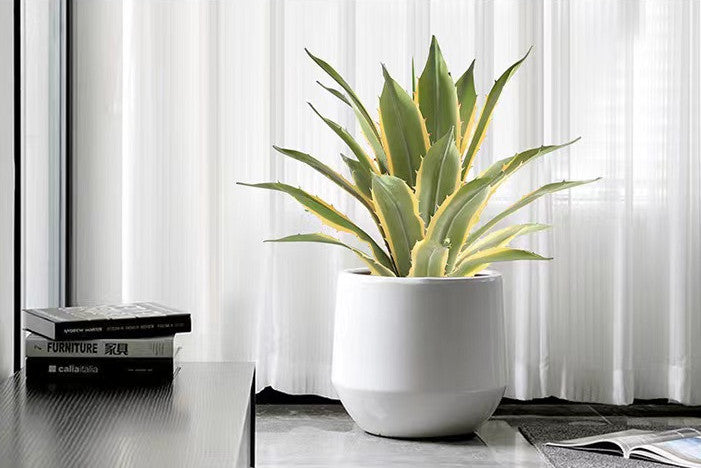 Agave Plant Indoor/Outdoor