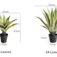 Agave Plant Indoor/Outdoor