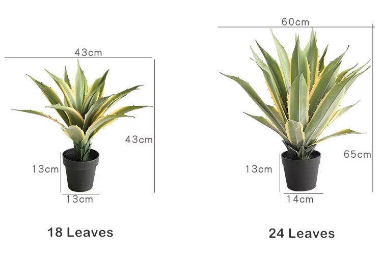 Agave Plant Indoor/Outdoor