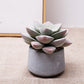 Small Artificial Succulents Potted Plants Indoor