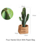Opuntia Cactus Spray Direct Plant
