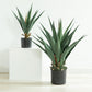 Agave Plant Indoor/Outdoor
