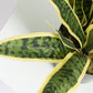 Artificial Snake Plants (Sansevieria Trifasciata) Floor Foliage Plant in Planter