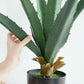 Agave Plant Indoor/Outdoor