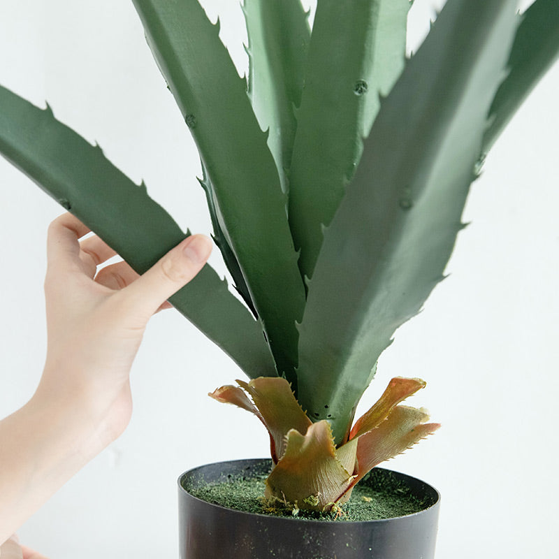 Agave Plant Indoor/Outdoor