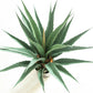 Agave Plant Indoor/Outdoor