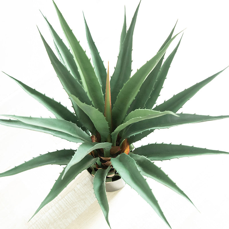 Agave Plant Indoor/Outdoor