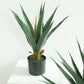 Agave Plant Indoor/Outdoor