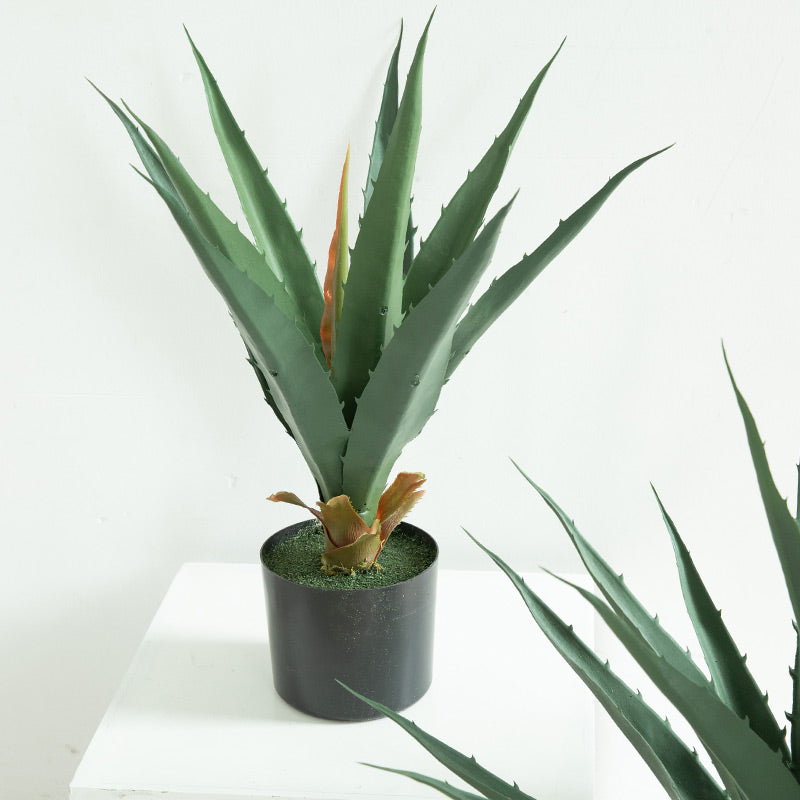 Agave Plant Indoor/Outdoor