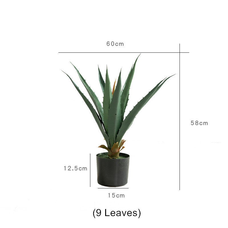 Agave Plant Indoor/Outdoor