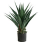 Agave Plant Indoor/Outdoor