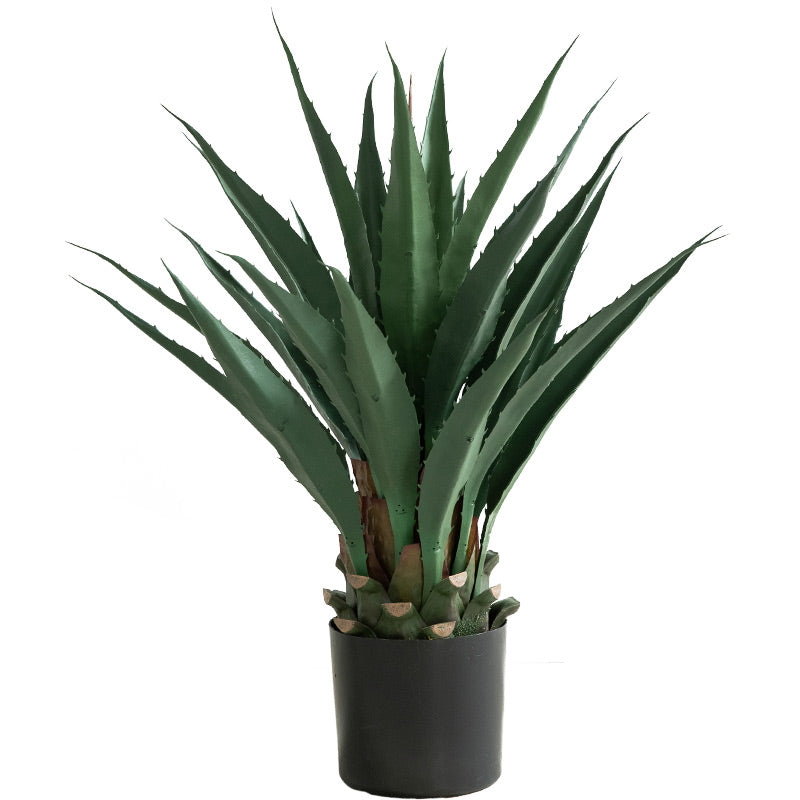 Agave Plant Indoor/Outdoor