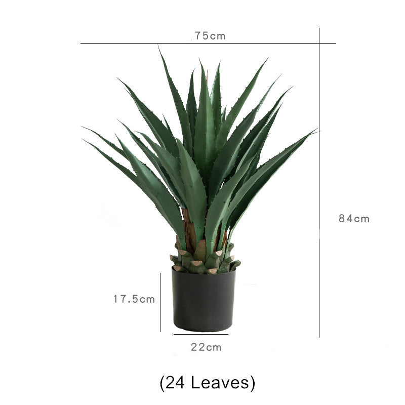 Agave Plant Indoor/Outdoor