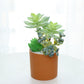 Mini Artificial Cactus Plants Faux Assortment Succulent With Pots