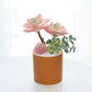 Mini Artificial Cactus Plants Faux Assortment Succulent With Pots