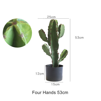 Opuntia Cactus Spray Direct Plant