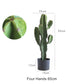 Opuntia Cactus Spray Direct Plant