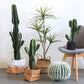 Opuntia Cactus Spray Direct Plant