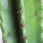 Opuntia Cactus Spray Direct Plant