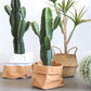 Opuntia Cactus Spray Direct Plant