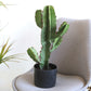 Opuntia Cactus Spray Direct Plant