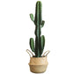 Opuntia Cactus Spray Direct Plant
