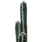 Artificial Peruvian Apple Cactus Single
